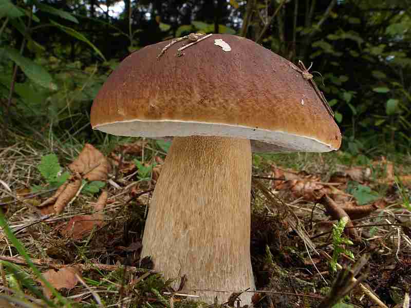  Image name: 00_228 Porcino.jpg 
 width: 800 pixel 
 height: 600 pixel 
 Size: 38529 bytes 
 Click to enlarge 